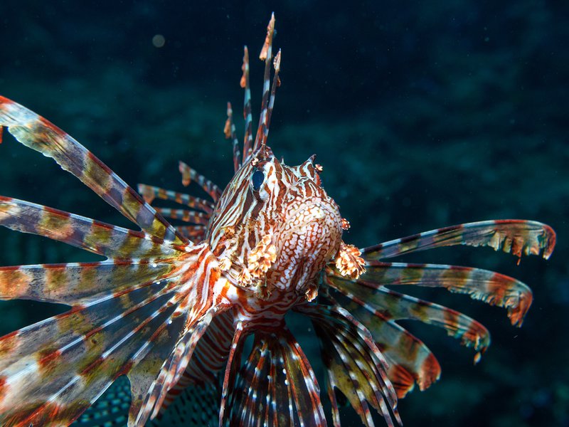 Lion Fish, Canyons